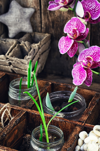 jarní výhonky orchidej - Fotografie, Obrázek