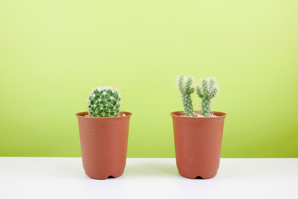 Le petit cactus vert dans un petit pot brun sur une table blanche pour la décoration de la maison
. - Photo, image