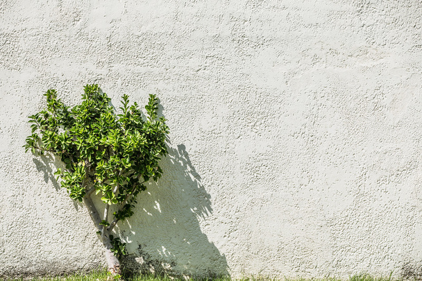 Green shrub near stucco wall. - Fotó, kép