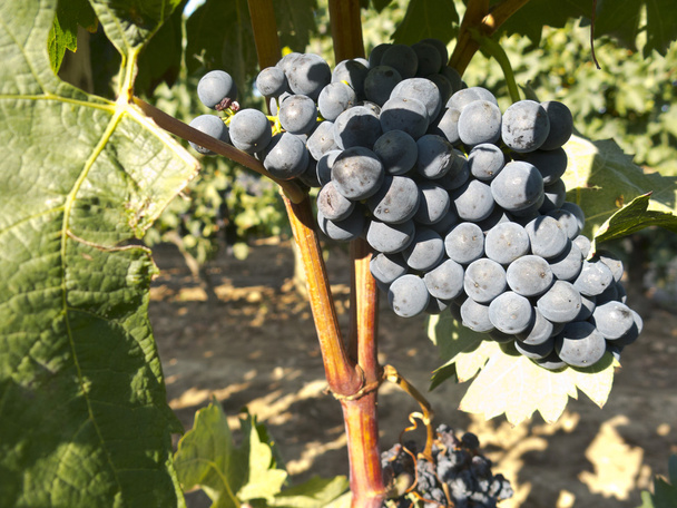 Красный виноград на винограднике перед сбором урожая
 - Фото, изображение