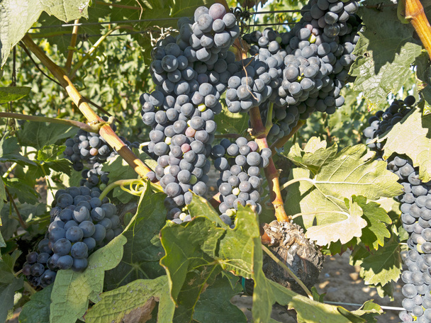 Uvas vermelhas em videira pouco antes da colheita
 - Foto, Imagem