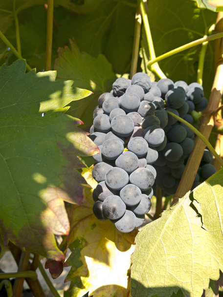 Vörös szőlő szőlő betakarítás előtt - Fotó, kép