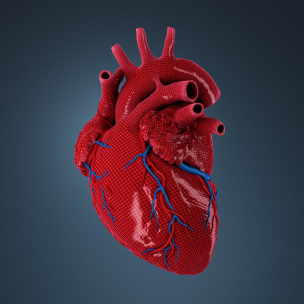 3D-gerenderde menselijk hart. - Foto, afbeelding