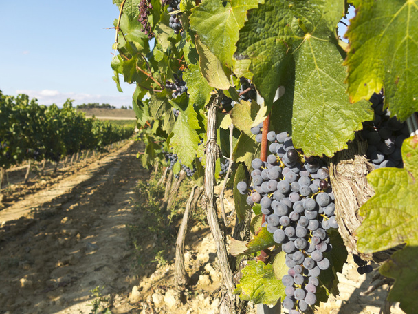 Vineyard in la Rioja before the harvest, Spain - Foto, Bild