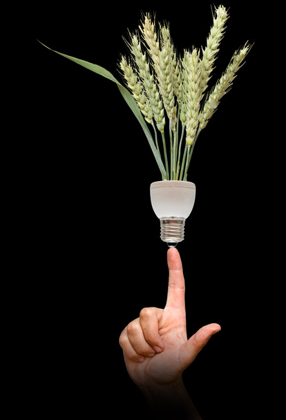 蛍光ランプの基盤から成長している小麦 - 写真・画像