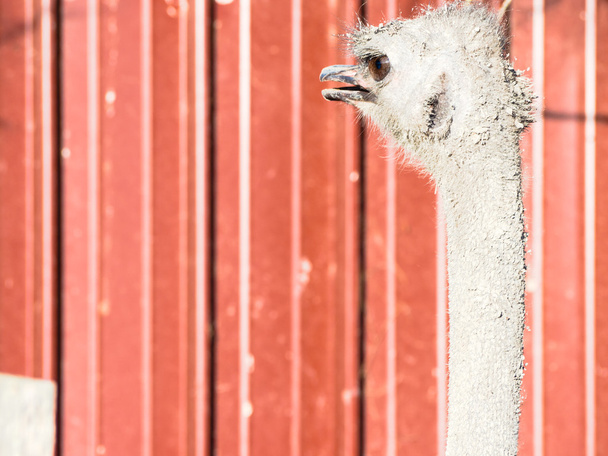 nieuwsgierig struisvogel verwacht - Foto, afbeelding