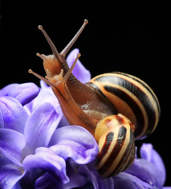 Two cute snails on blue hyacinth isolated on black - Photo, Image