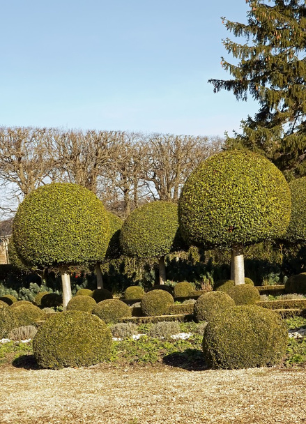 Arbusti di bosso, giardino alla francese
 - Foto, immagini