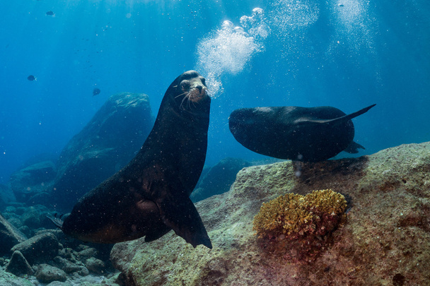 Mannelijke zeeleeuwen vechten onderwater - Foto, afbeelding