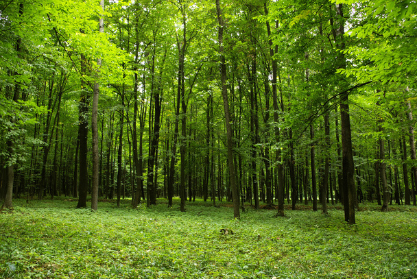 Лес - Фото, изображение