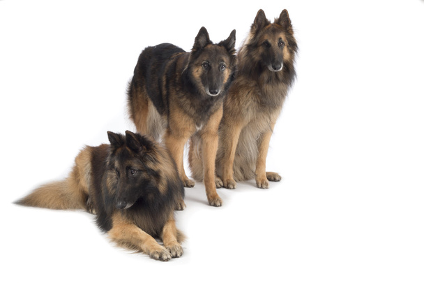 Drie honden, Belgische herder Tervuren, geïsoleerd - Foto, afbeelding