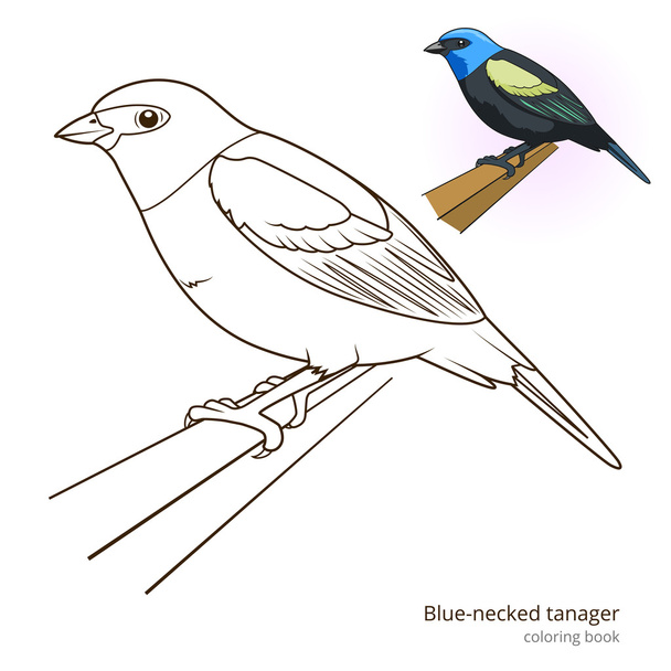 Blue necked tanager color book vector - Vetor, Imagem