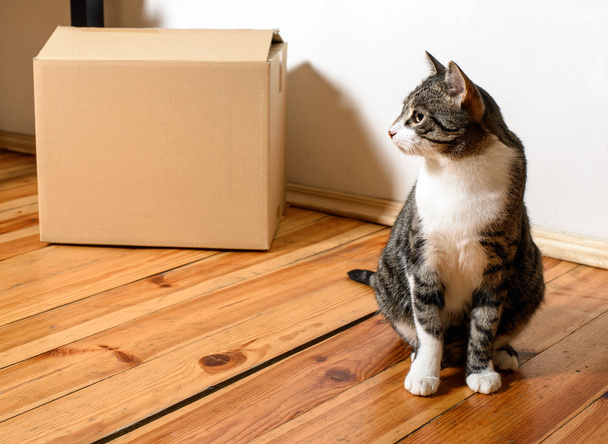 Moving day - cat and cardboard boxes in room - Foto, Bild