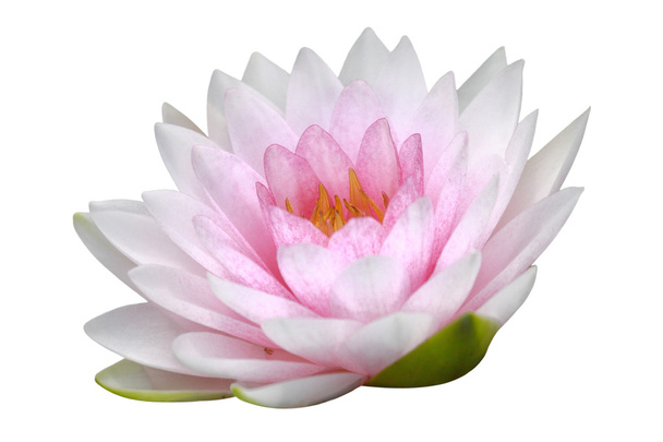 Water lily, lotus - Foto, afbeelding
