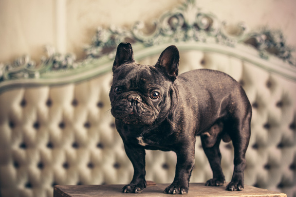 szép francia bulldog - Fotó, kép