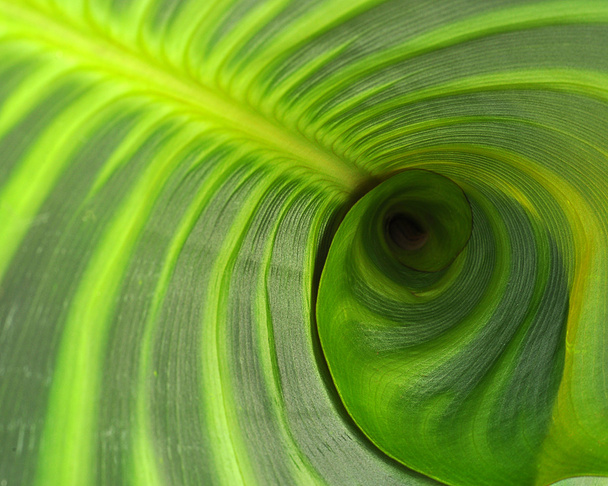 A Broad Green Leaf - Photo, Image