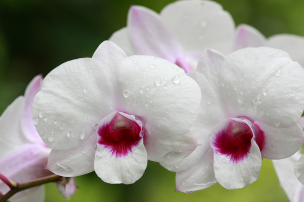 eine Gruppe weißer Orchideen - Foto, Bild