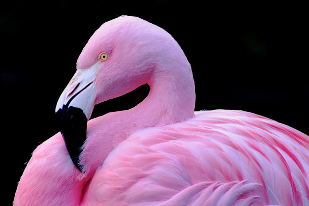 Chilean Flamingo Profile - Photo, Image