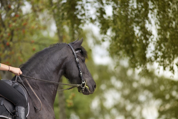 Equitazione all'aperto con frisone nero in estate
 - Foto, immagini