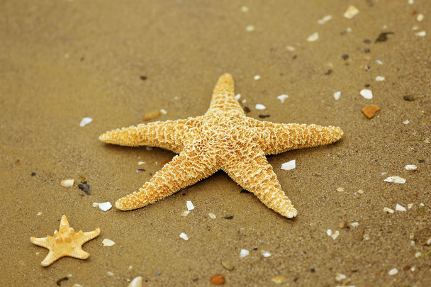 Big beautiful starfishes   - Photo, Image