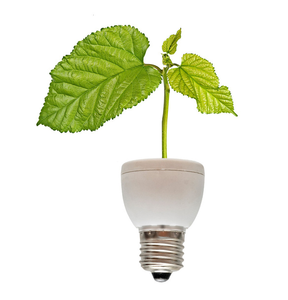 Árbol que crece desde la base de la lámpara fluorescente
 - Foto, Imagen