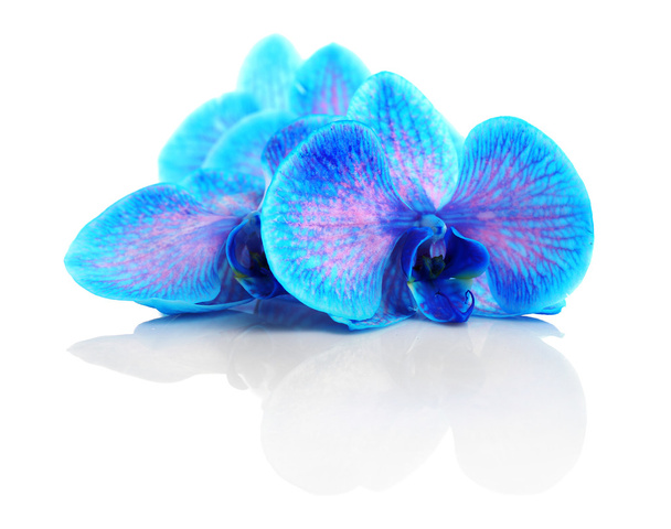 Beautiful blue orchid isolated - Foto, imagen