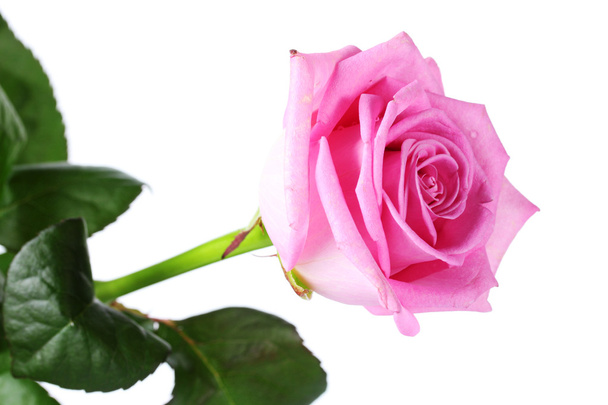 Beautiful pink rose isolated on white - Foto, afbeelding