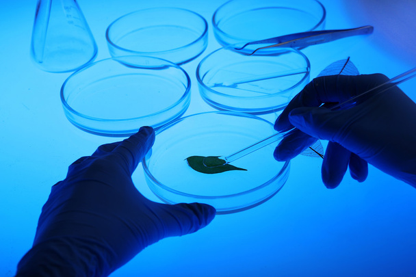Petri dishes in laboratory - Фото, изображение