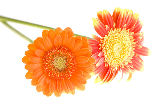 Oranje en gele gerbera daisy familie - Foto, afbeelding