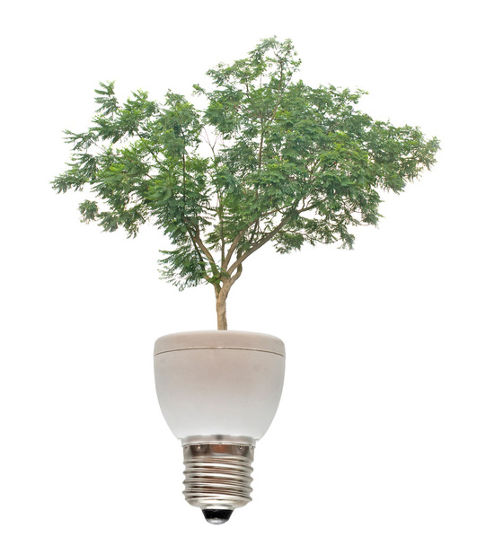 Baum wächst aus Basis der Leuchtstofflampe - Foto, Bild