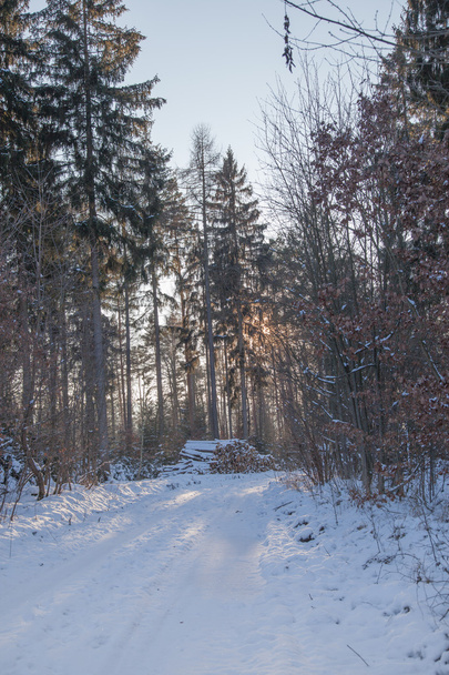 Wintry forest with wood storage - Fotografie, Obrázek