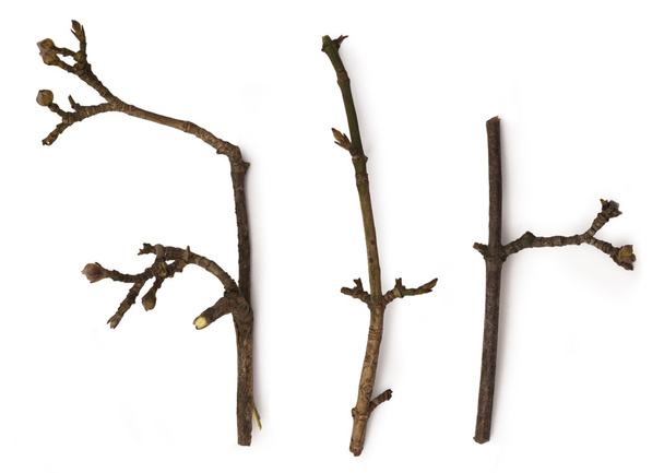 Branche seco isolado
 - Foto, Imagem