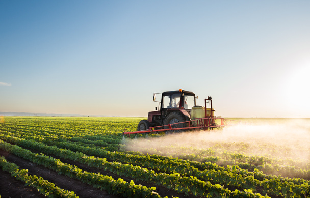 Tractor spraying soybean field  - Photo, Image