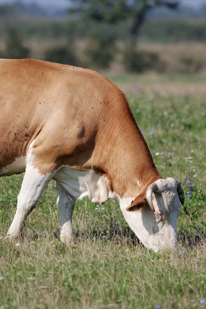 Braune Kuh frisst Gras auf der Weide - Foto, Bild