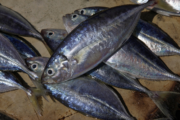 Pinottu kala Stone Town Fish Market
 - Valokuva, kuva