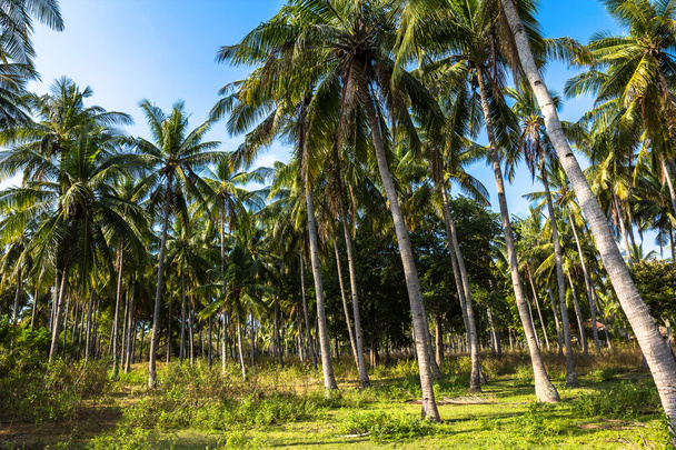 Coconut palm trees - Valokuva, kuva