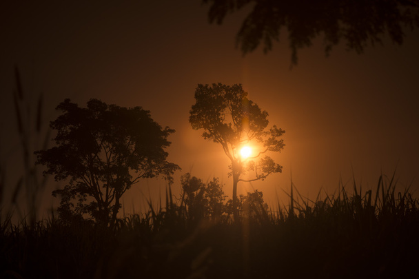 THAILAND ISAN SURIN LANDSCAPE MORNING - Photo, Image