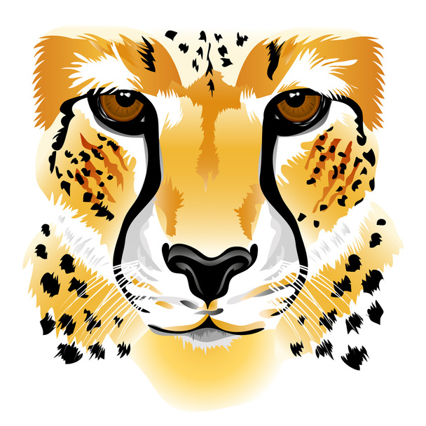 Cara de guepardo
 - Vector, Imagen