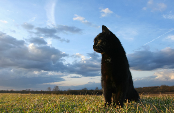 schwarze Katze bei Sonnenuntergang - Foto, Bild