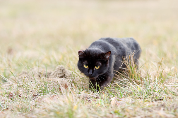 Gatto nero che sgattaiola nell'erba
 - Foto, immagini