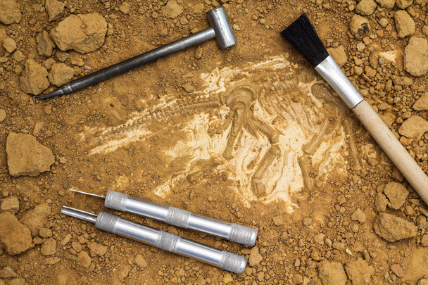 Скелет и археологические инструменты.
. - Фото, изображение