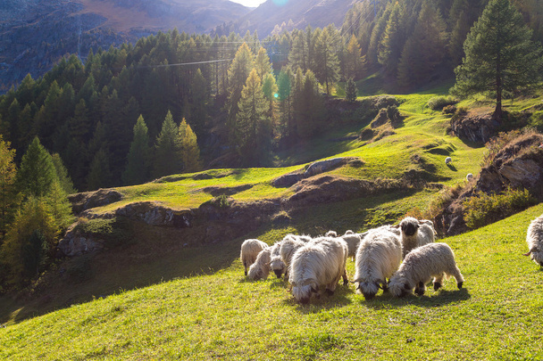 Valais blacknose sheep in Alps - Fotoğraf, Görsel