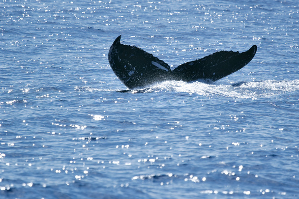 Хвостовой горбатый кит
 - Фото, изображение