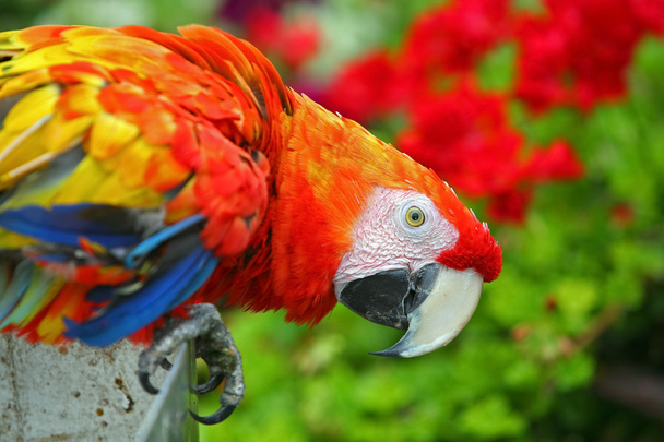 Colorful Macaw - Photo, Image