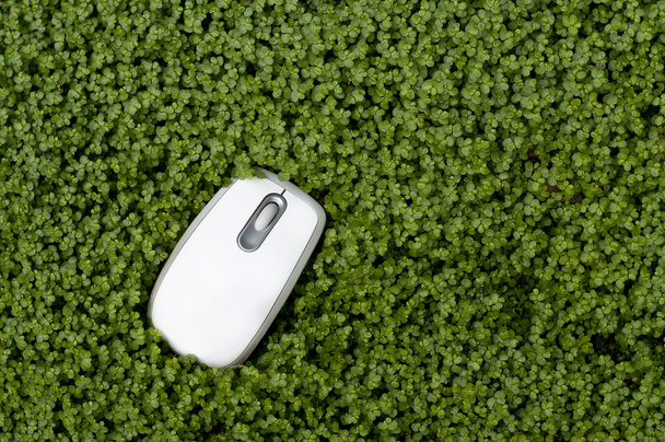 Mouse in the grass - Fotó, kép