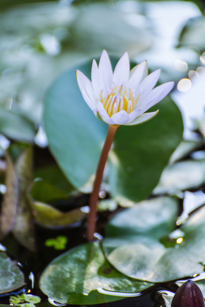 szépség fehér lótusz virág - Fotó, kép