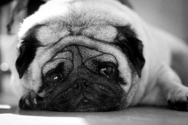 Saddest pug face mono - Photo, Image