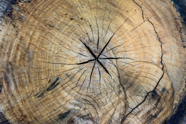 texture de la souche d'arbre - Photo, image