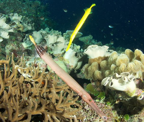 Macroramphosus scolopax dans les récifs
 - Photo, image