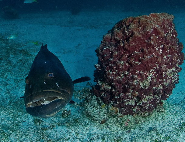 Grouper, underwater picture - Photo, Image